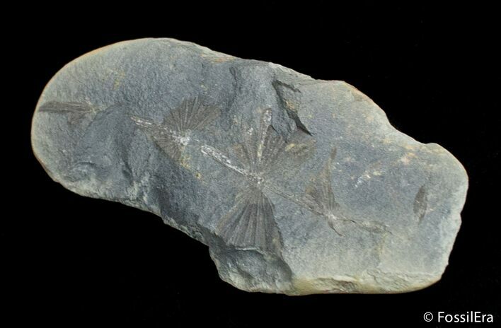 Annularia Plant Fossil (Extinct Horsetail) #3110